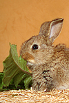 Zwergkaninchen / dwarf rabbit