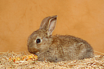 Zwergkaninchen / dwarf rabbit