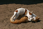 Jack Russell Terrier und Katze / jack russell terrier and cat