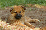 Harzer Fuchs Welpe / Harzer Fuchs puppy