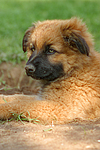 Harzer Fuchs Welpe / Harzer Fuchs puppy