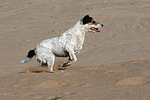 rennender Parson Russell Terrier / running PRT