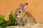 Zwergkaninchen / dwarf rabbit