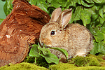 junges Zwergkaninchen / young dwarf rabbit