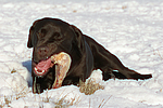 Labrador Retriever