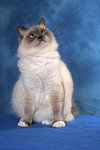 sitzende Heilige Birma / sitting Sacred Birman