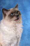 Heilige Birma Portrait / Sacred Birman portrait