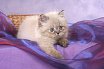 liegendes Perser Colourpoint Kätzchen / lying persian colourpoint kitten