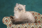 sitzendes Perser Colourpoint Kätzchen / sitting persian colourpoint kitten