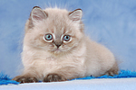 liegendes Perser Colourpoint Kätzchen / lying persian colourpoint kitten