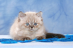 liegendes Perser Colourpoint Kätzchen / lying persian colourpoint kitten