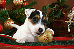 Parson Russell Terrier Welpe zu Weihnachten / PRT puppy at christmas