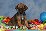 Rhodesian Ridgeback Welpe / rhodesian ridgeback puppy