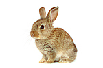 Zwergkaninchen / dwarf rabbit