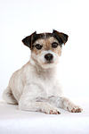 Parson Russell Terrier