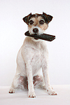 Parson Russell Terrier