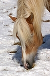 Haflinger Portrait / haflinger horse portrait