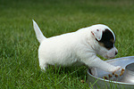 Parson Russell Terrier Welpe / parson russell terrier puppy