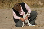 Parson Russell Terrier