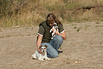 Parson Russell Terrier