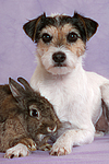 Parson Russell Terrier und Zwergkaninchen / dog and dwarf rabbit