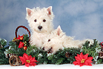 West Highland White Terrier Welpen / West Highland White Terrier Puppies