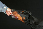 Dobermann / doberman pinscher