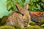 junges Zwergkaninchen / young dwarf rabbit