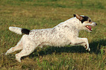 Parson Russell Terrier