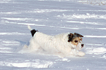 Parson Russell Terrier rennt durch den Schnee / prt running through snow