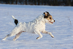 Parson Russell Terrier rennt durch den Schnee / prt running through snow