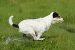 rennender Parson Russell Terrier / running PRT