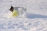 spielender Parson Russell Terrier im Schnee / playing prt in snow