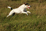 Parson Russell Terrier