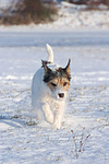 Parson Russell Terrier rennt durch den Schnee / prt running through snow