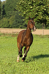 galoppierendes Warmblut / galloping warmblood