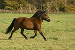 Isländer / icelandic horse