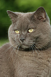 Britisch Kurzhaar Kätzchen / british shorthair kitten