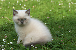 Britisch Kurzhaar Kätzchen / british shorthair kitten