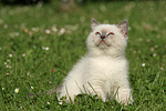 Britisch Kurzhaar Kätzchen / british shorthair kitten