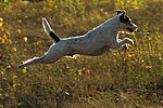 Parson Russell Terrier