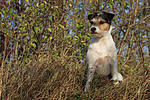 Parson Russell Terrier