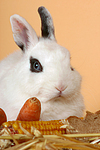 Zwergkaninchen / dwarf rabbit