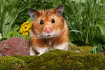 Goldhamster / golden hamster