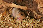 Goldhamster / golden hamster