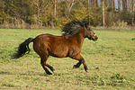 Isländer / icelandic horse