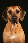 Rhodesian Ridgeback