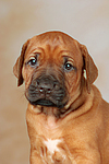 Rhodesian Ridgeback Welpe / rhodesian ridgeback puppy