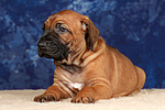 Rhodesian Ridgeback Welpe / rhodesian ridgeback puppy