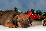 Rhodesian Ridgeback Welpe / rhodesian ridgeback puppy